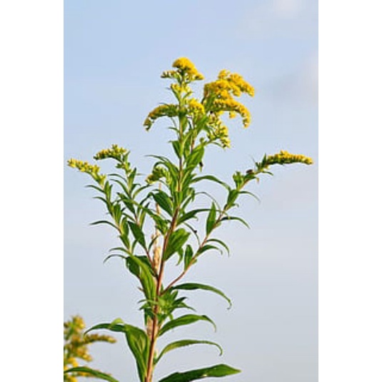 pakan klanceng vegetasi lebah bibit  golden rod