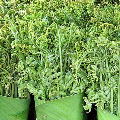 

DAUN PAKIS SEGAR - SAYUR [1 Ikat]