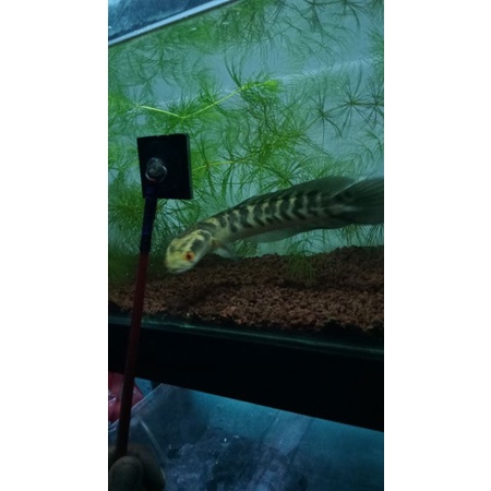 Channa maru Yellow sentarum progres