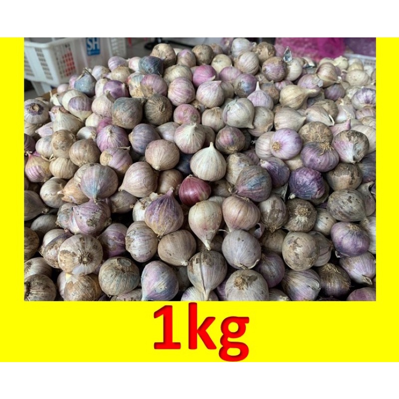 

Bawang putih tunggal|bawang lanang|bawang tunggal| bawang putih lanang|