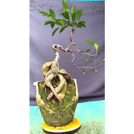 bonsai pohon iprik