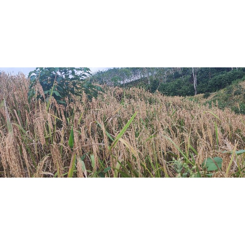 

Beras organik sabuyung / sibuyung beras asli kalimantan yang di tanam di pegunungan bukan di sawah yang membutuhkan waktu 5-6 bulan untuk di panen