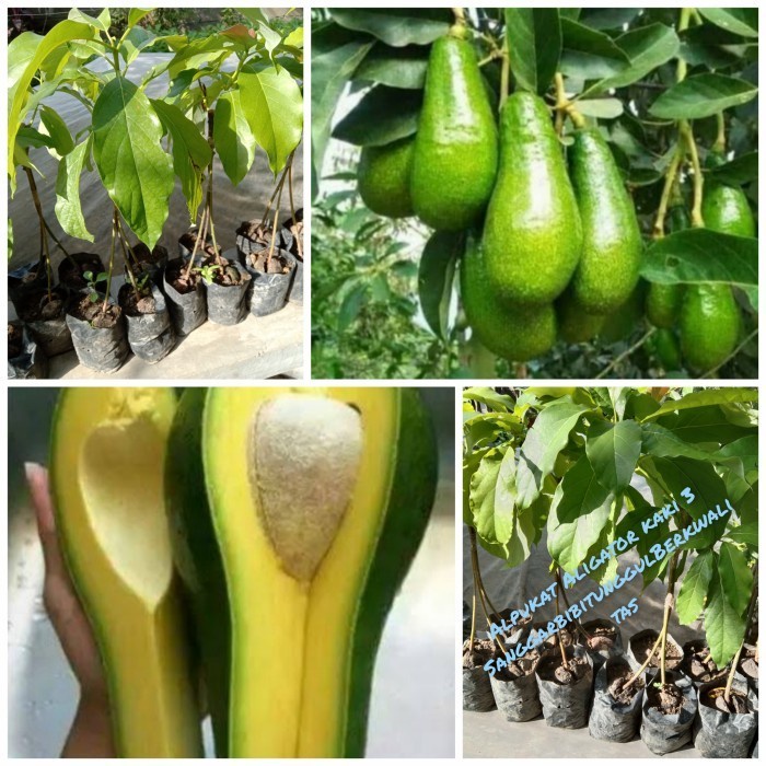 bibit tanaman buah (alpukat Aligator kaki 3) hsl sambung Cpt berbuah. TEMURAH
