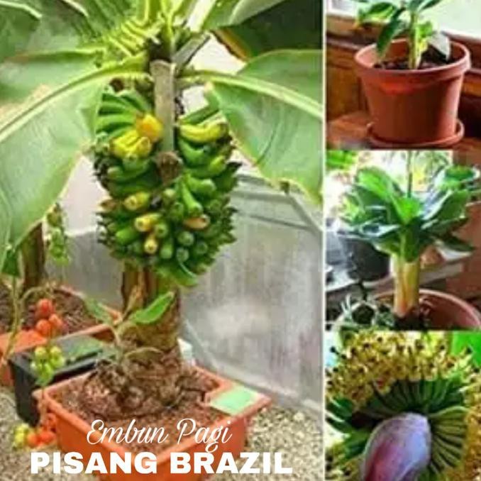 Terlaris Buruan Beli] Bibit Pohon Pisang Brazil Pendek Berbuah FF11