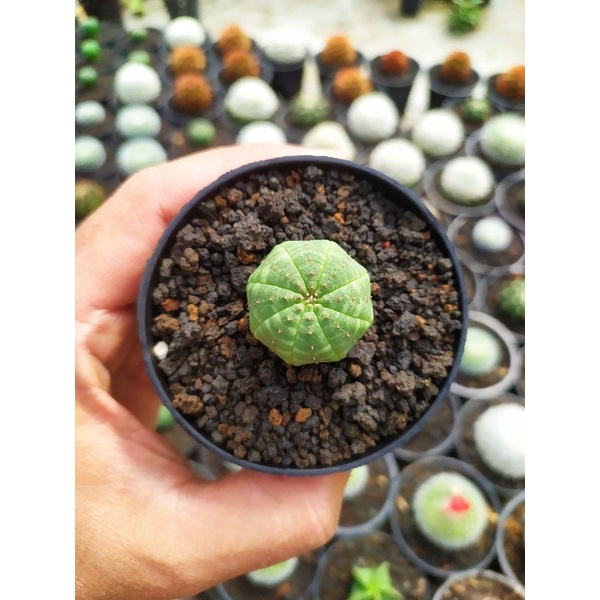 Euphorbia Obesa (diameter 3 cm) | kaktus dan sukulen | euphorbia