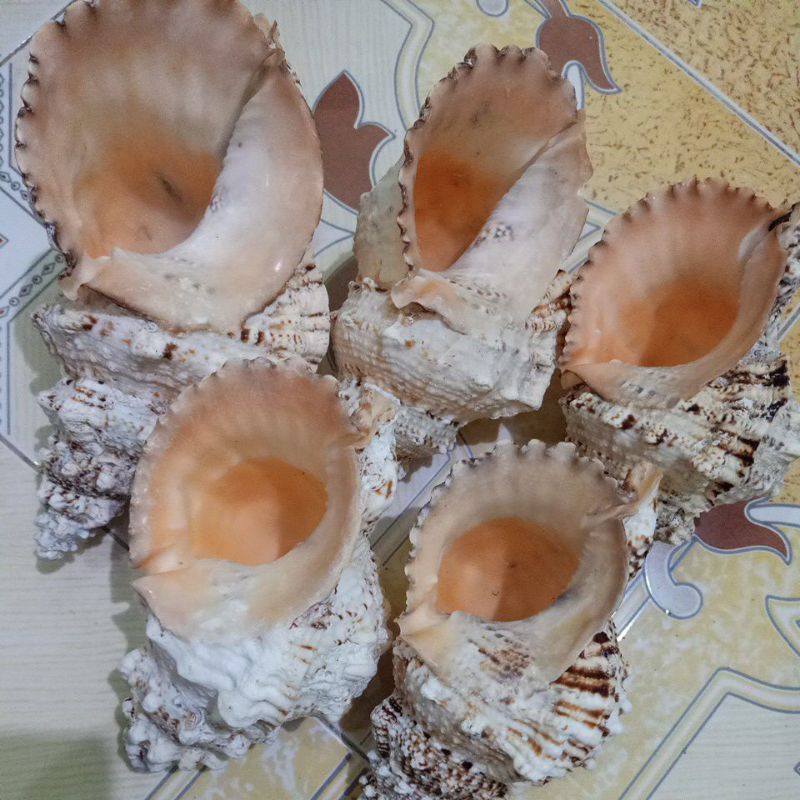CANGKANG KERANG BESAR TUTUFA