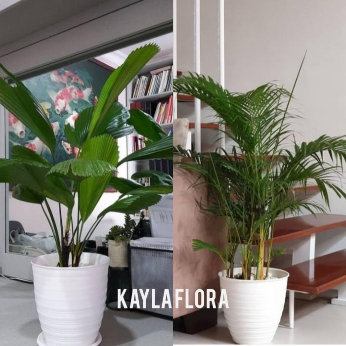 

Paket 2 Tanaman Hias Indoor Palem Pembersih Ruangan + Pot Putih Best Seller
