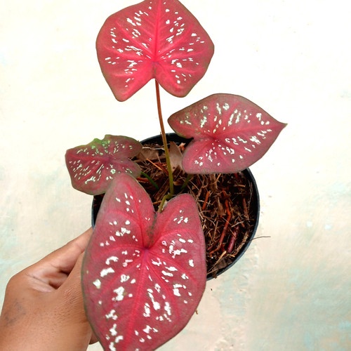 Tanaman Hidup/Tanaman Red Guardian/Tanaman Caladium/Tanaman Hias Hidup/Tanaman Berkualitas/Tanaman M
