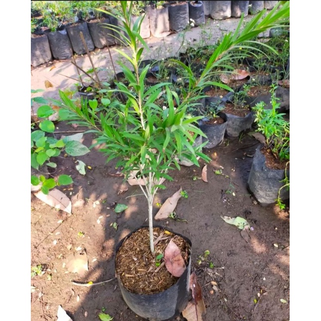 Bibit Tanaman Hias Sikat Botol