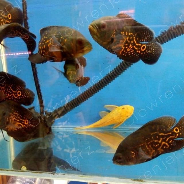 ikan oscar tiger batik black