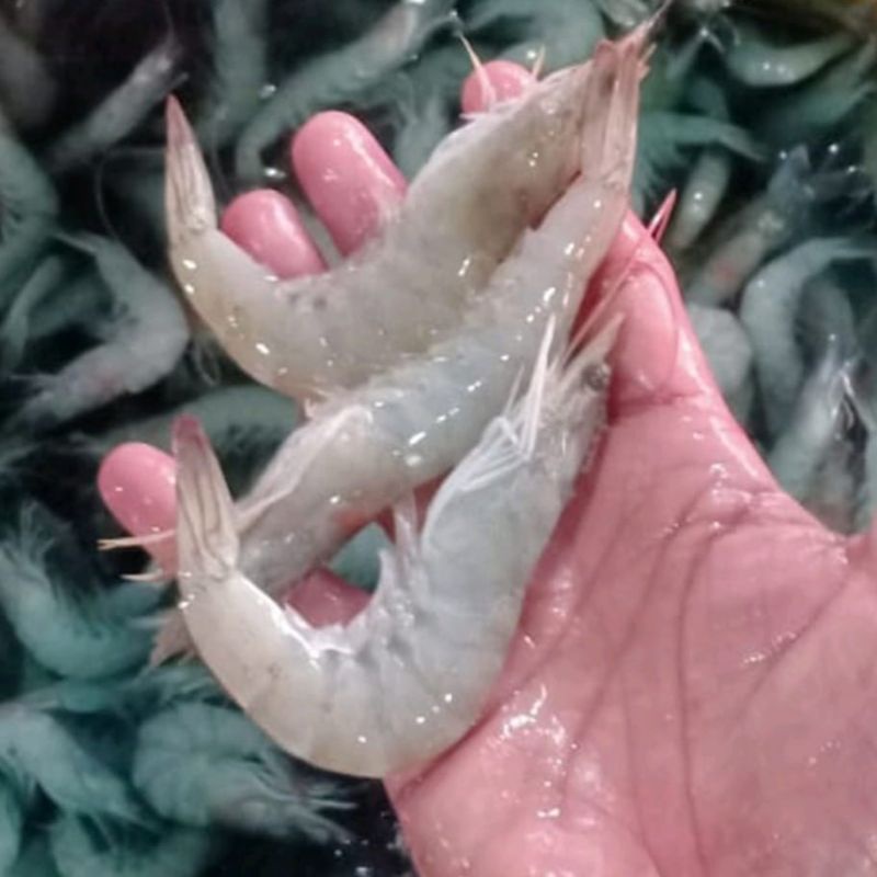 

udang ukuran besar 500gram