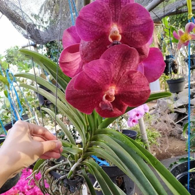 Anggrek Vanda Pink dewasa bunga besar