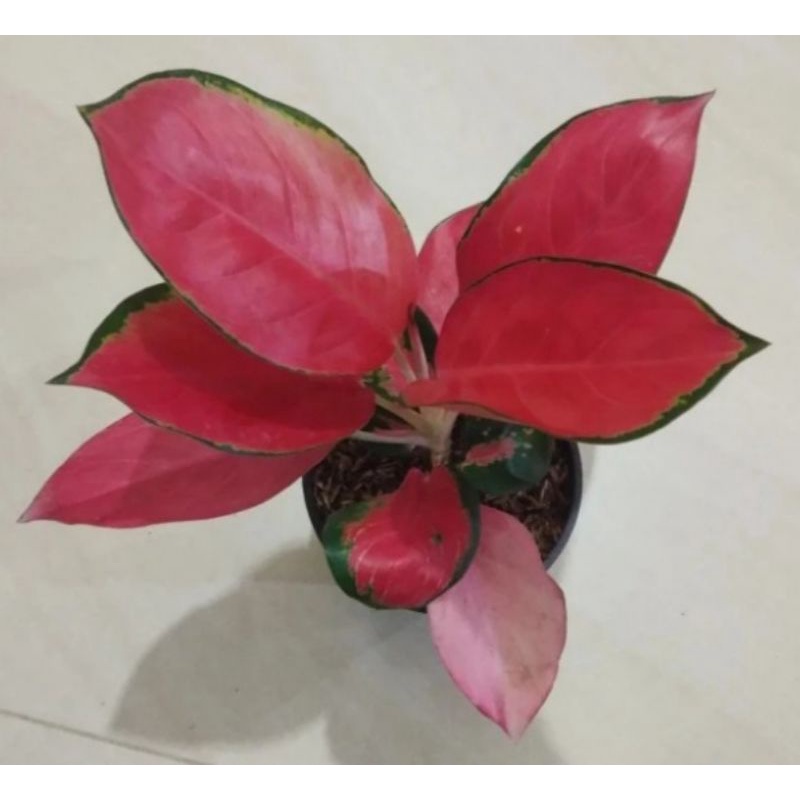 aglonema red majesty