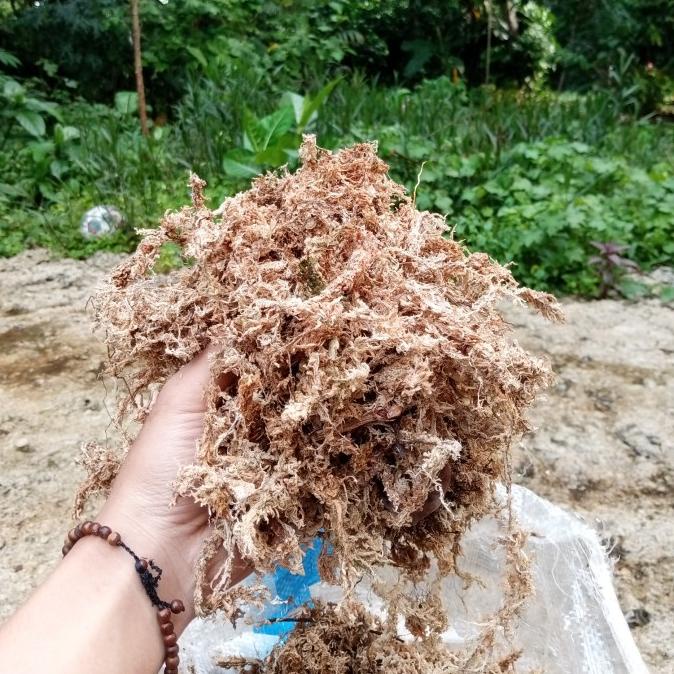 spaghnum moss 1kg sphagnum