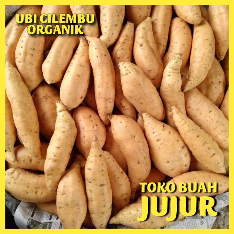 

UBI CILEMBU ORGANIK