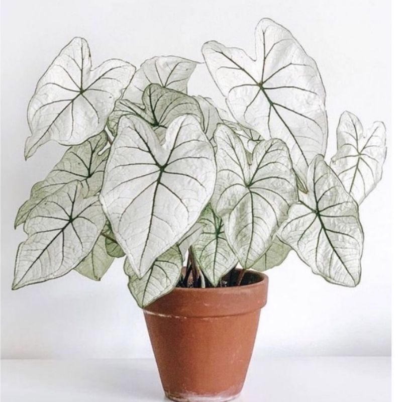 KELADI PUTIH/WHITE CALADIUM VIRAL/KELADI PUTIH INDUKAN/LOVE SHOP MILLENIAL