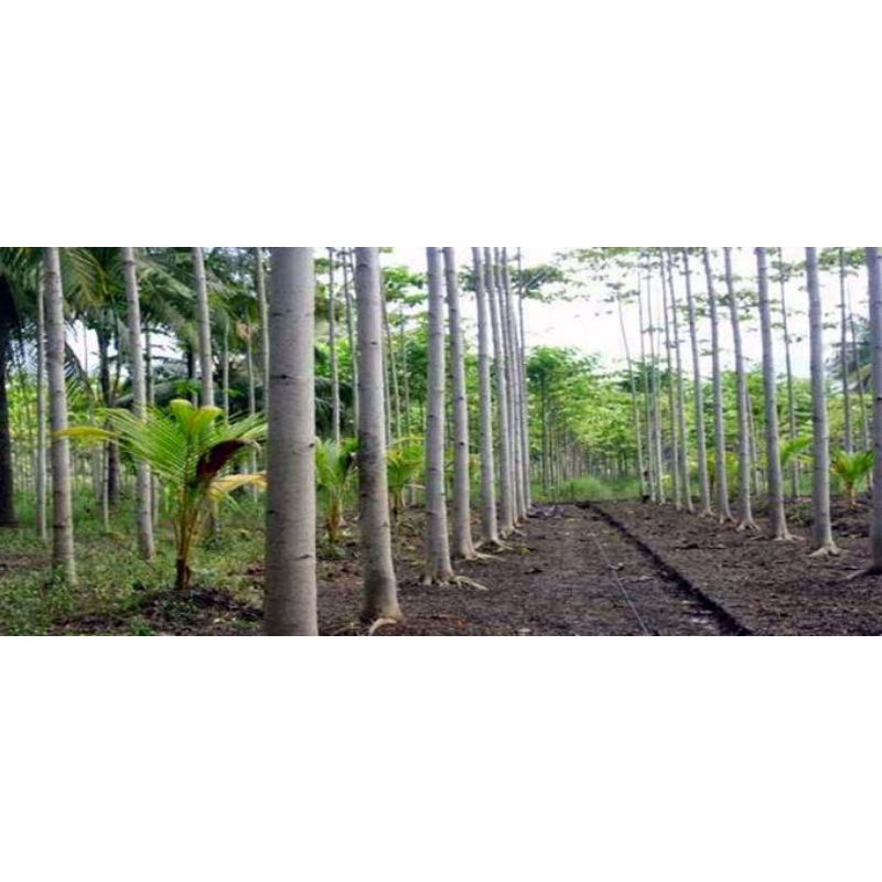 Bibit tanaman pohon sengon laut kayu sengon