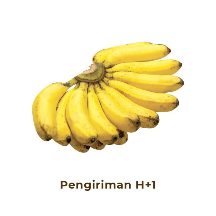 

Pisang Susu Segar 1 Sisir