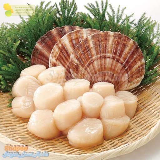 

Kerang Simping Scallop Daging Kerang Simping 1Kg