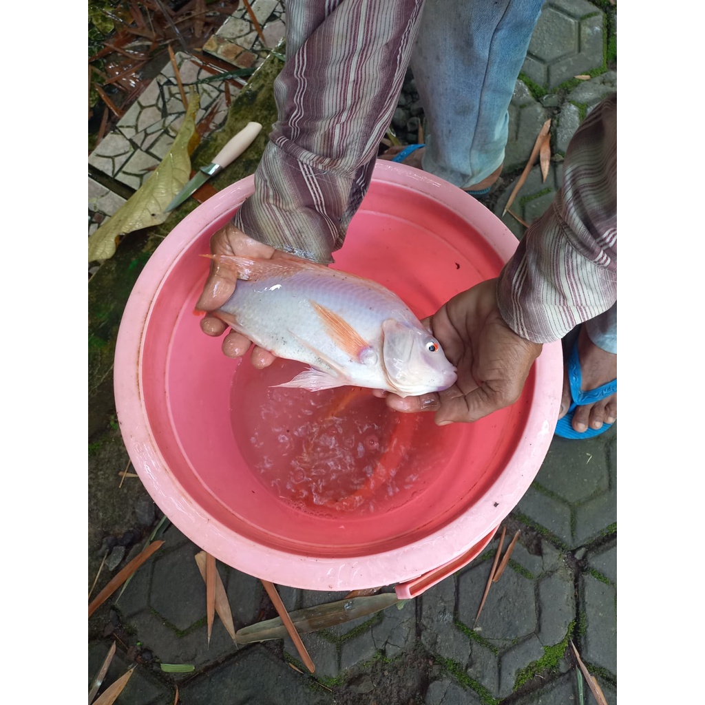 

IKAN NILA KASEDEP MERAH SEGAR 500gram