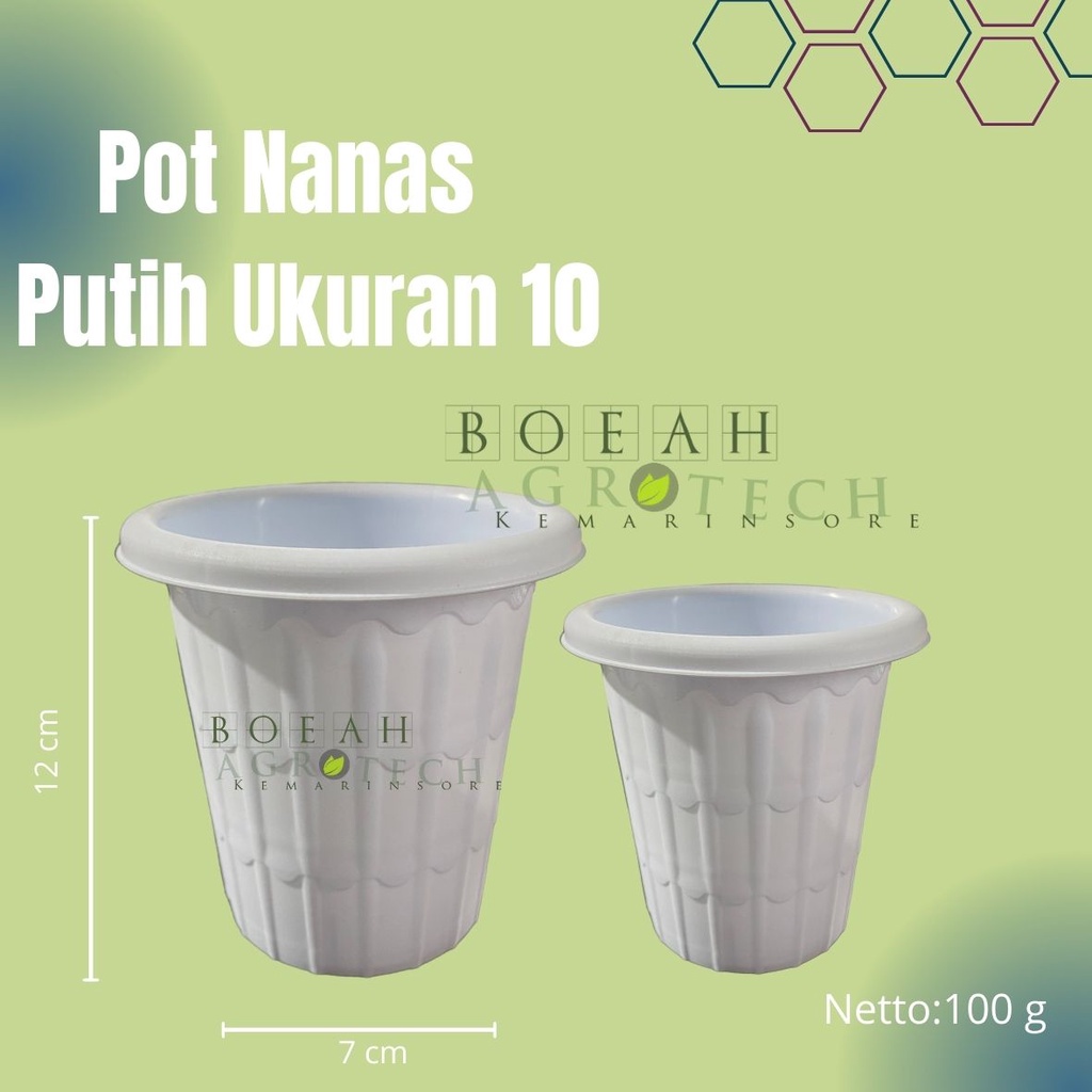 Pot Nanas Putih Ukuran 10