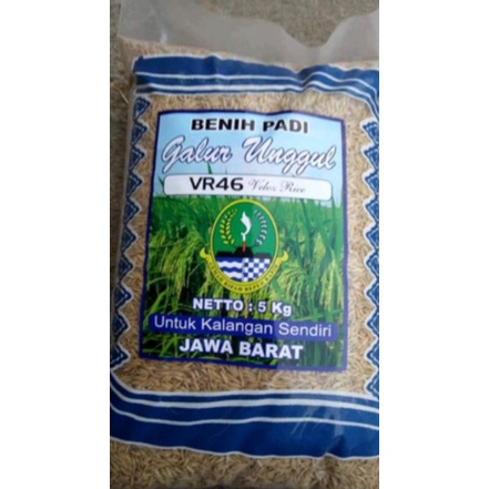 PADI VR46 ORIGINAL BENIH PADI VR46 ( VELOZE RICE46 )