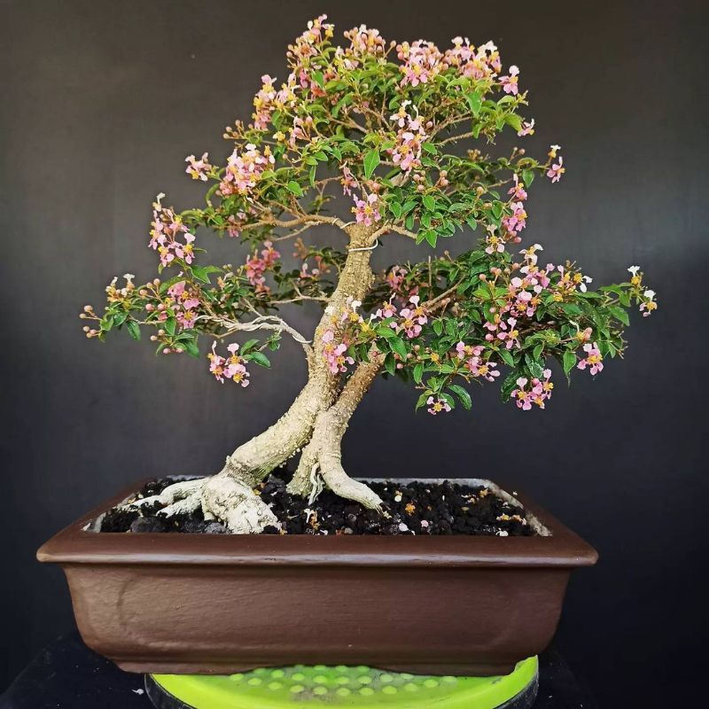 Bahan bonsai sakura mikro