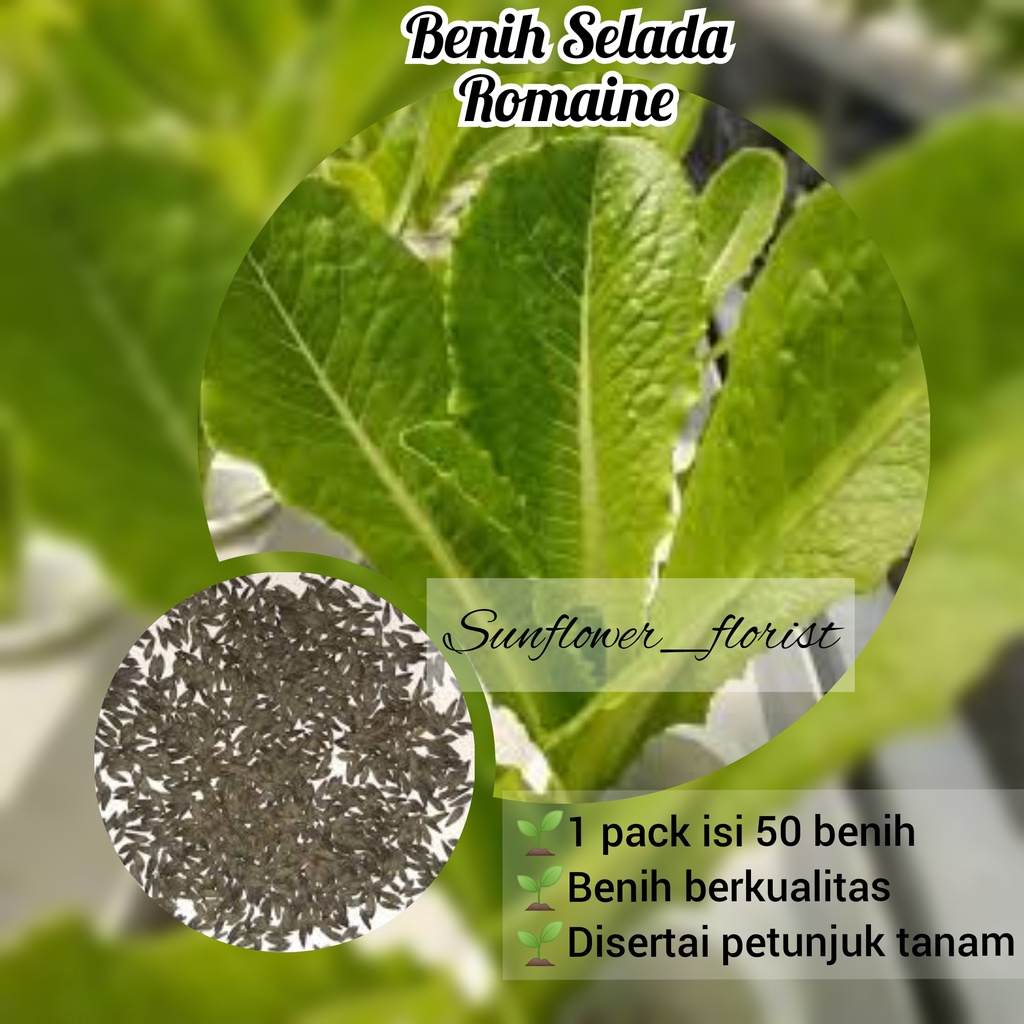 Benih Selada Romaine