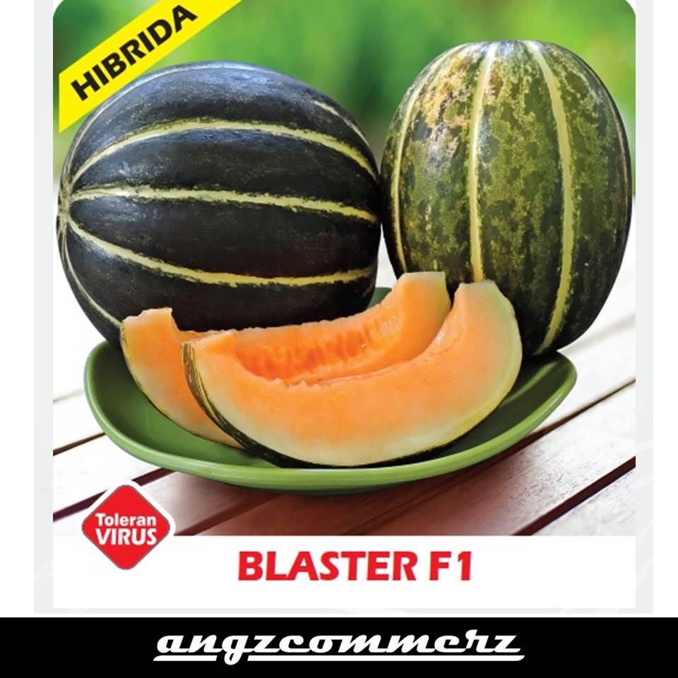BINTANG ASIA Blewah Blaster F1 10 Seeds