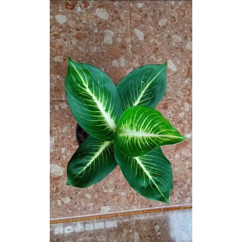 Diven Gurita / Given Gurita