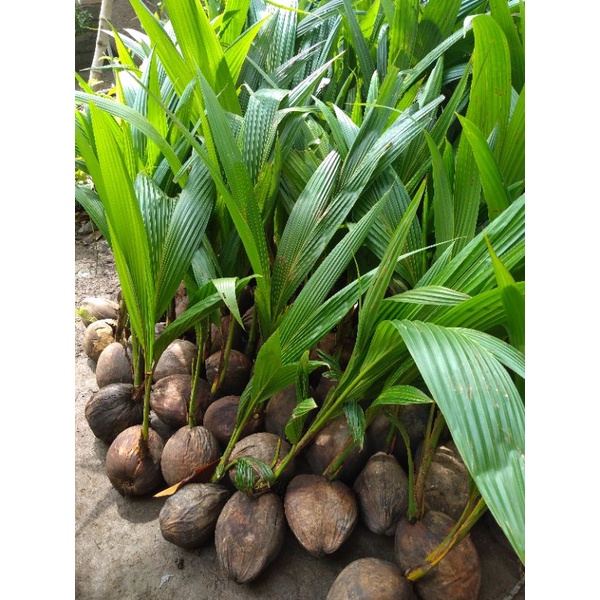 Bibit Kelapa Genjah Entog Hibrida Gading Wulung Kopyor