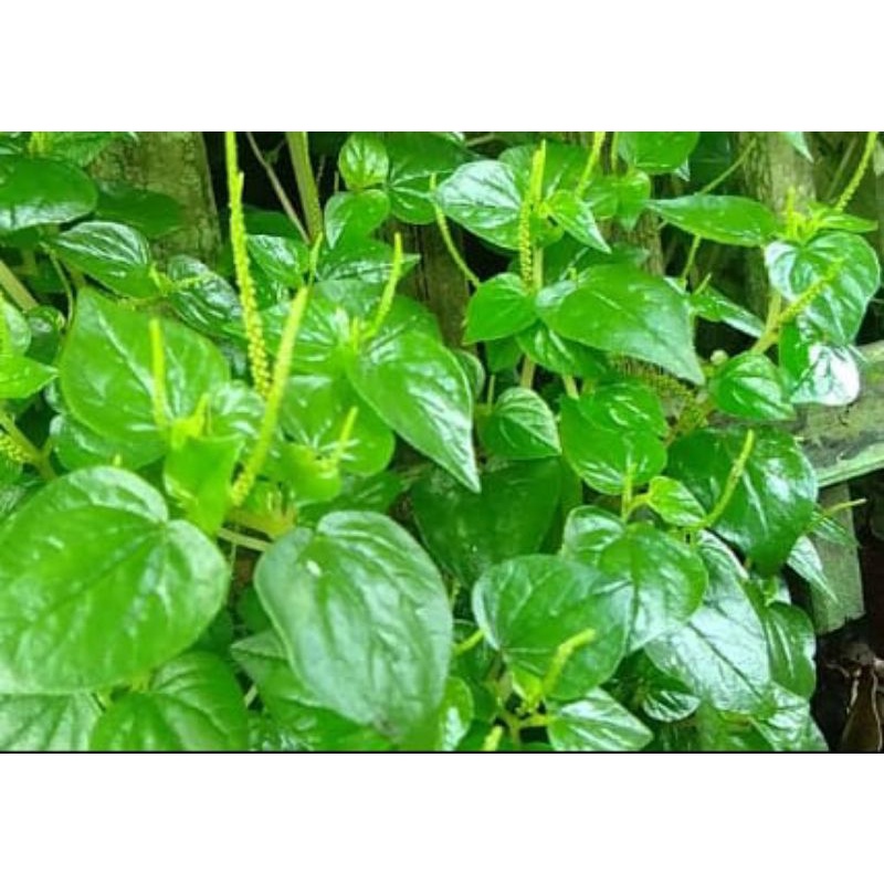 

Daun sirih cina segar 100 gram