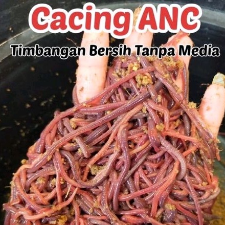 cacing ANC