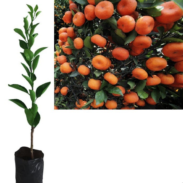 Bibit Tanaman Pohon Jeruk Santang Madu Bibit Jeruk Santang Madu Buah J AA99