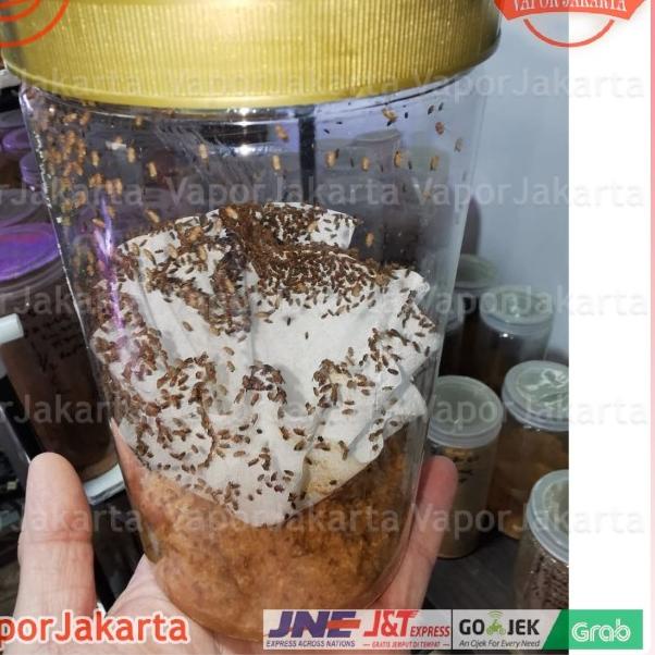 Drosophila Melanogaster Lalat Buah - Dart Frog ()