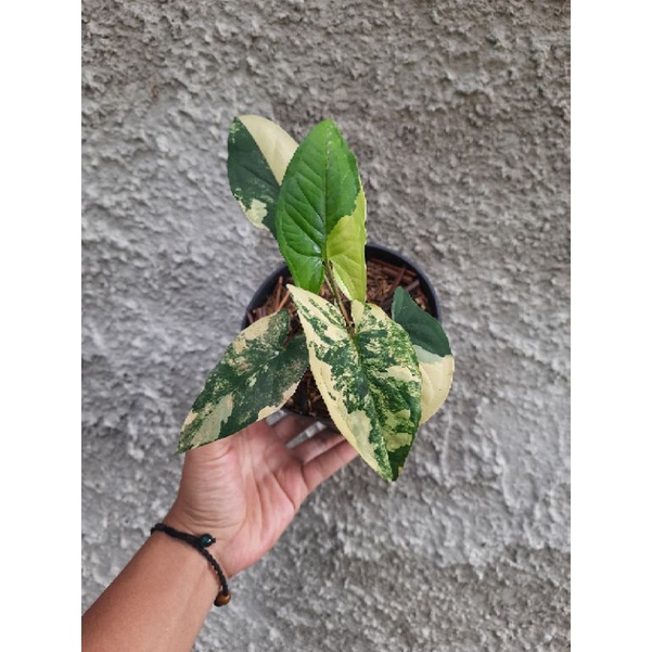 syngonium yellow variegata
