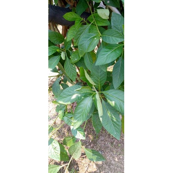 Daun Teh Hijau segar 150g