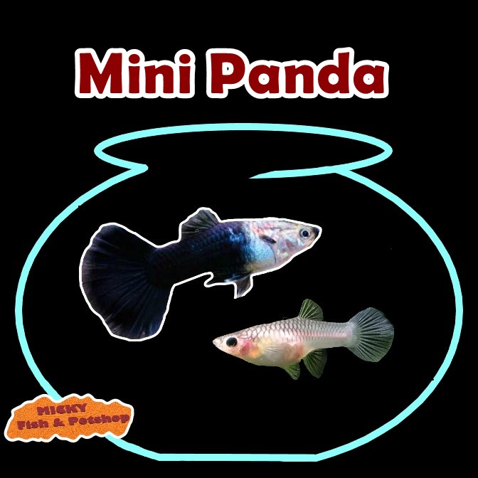 SEPASANG Mini Panda Grade Indukan Guppy