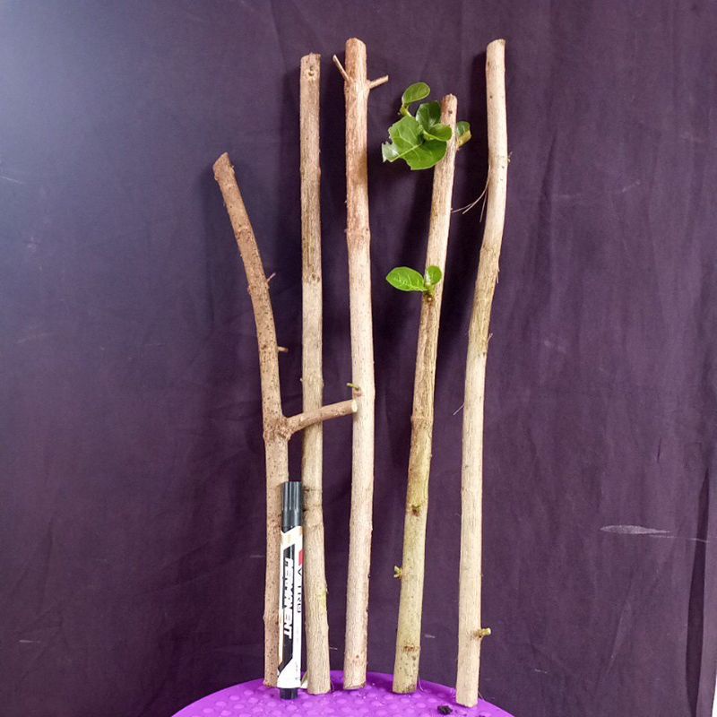 Bahan Stek Sancang ORI uk spidol besar