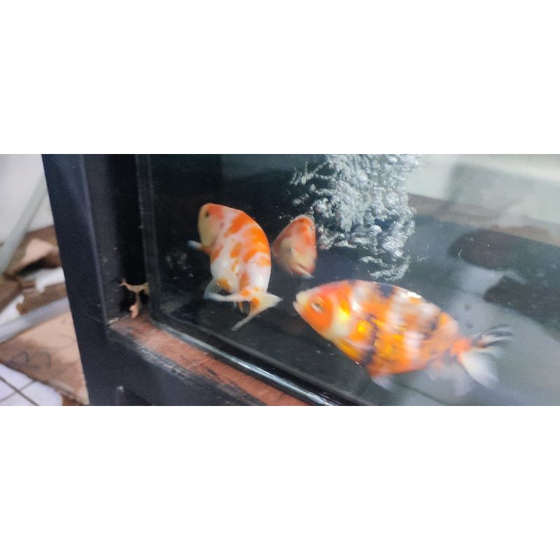 

ikan koki ranchu