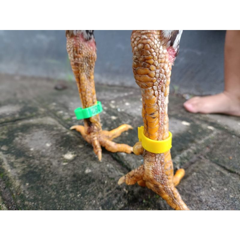 ring 2.0 - 2.4 gelang kaki ayam bebek unggas bercode ukuran bisa di atur zeorfarm