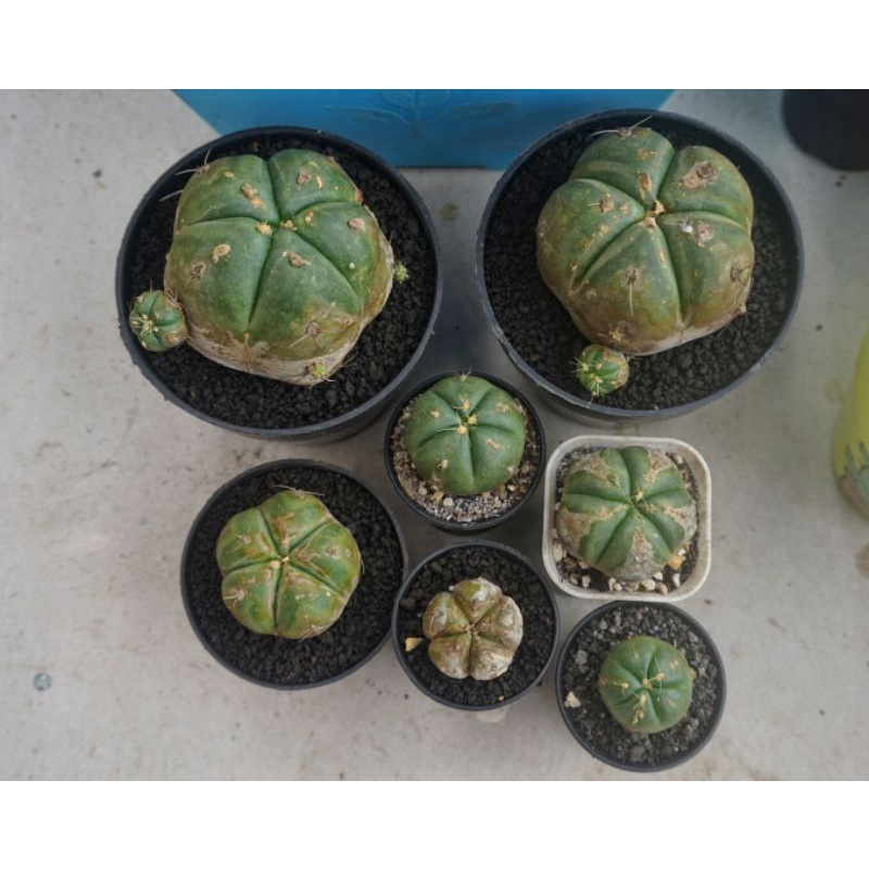 Kaktus Gymnocalycium Horstii