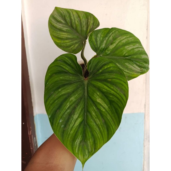 Philodendron plowmanii black face