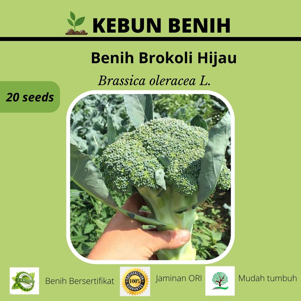 10 Benih Brokoli Hijau Green Magic SAKATA Kualitas Unggul