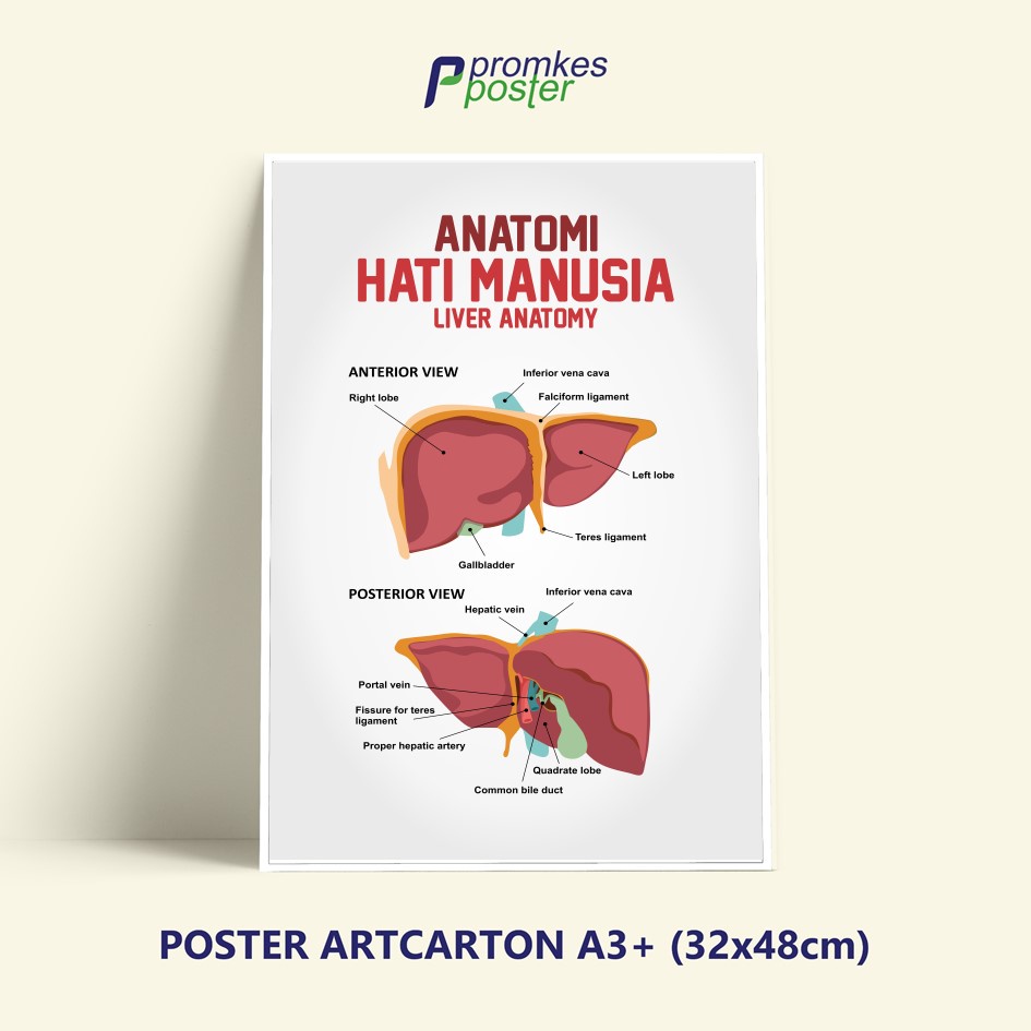 Jual Poster Kesehatan Anatomi Hati Lever Anatomy | Shopee Indonesia