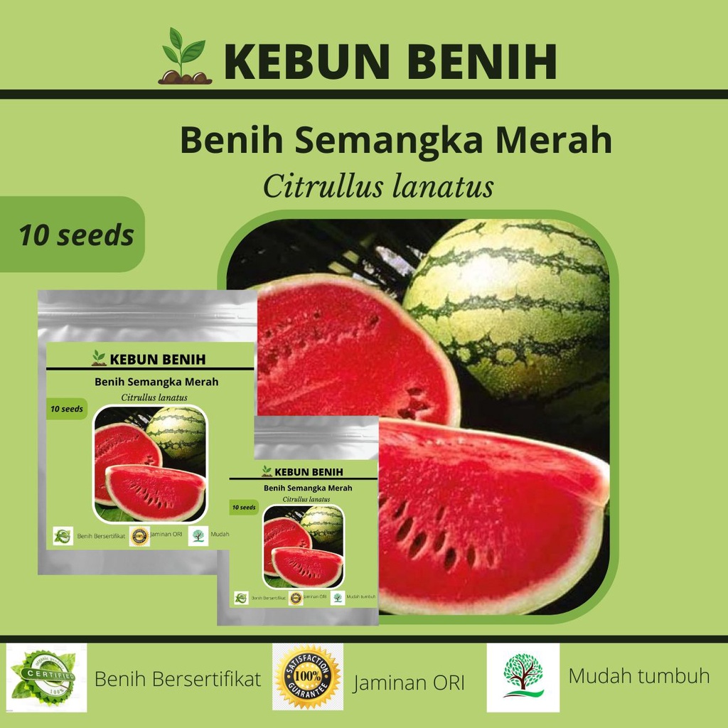 Benih Tanaman Buah Semangka Merah Kualitas Unggul