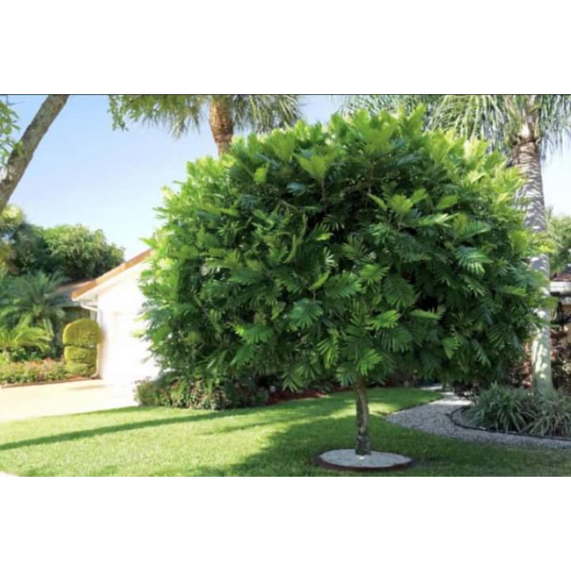 tanaman kiara payung tinggi 2-3 meter pohon kiara payung tanaman peneduh pelindung