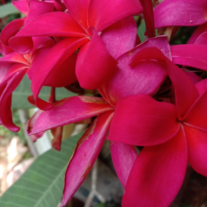 tanaman kamboja bali bunga merah tinggi 2 meter kamboja jepun merah pohon bunga kamboja plumeria