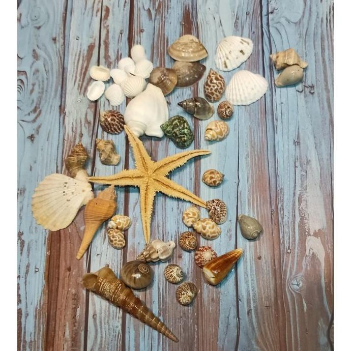 Kerang Laut Set Properti Foto Photography Hiasan Rumah Sea Shells