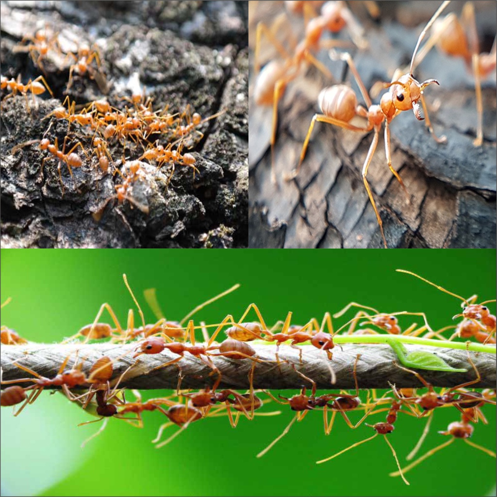 Anti semut rangrang MERAH pohon outdor indoor AMPUH sampai tuntas